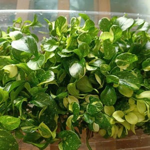 Könnte beinhalten: Nahaufnahme eines transparenten Kunststoffbehälters, gefüllt mit frischen, grün-gelb panaschierten Blättern. Die Blätter haben eine glänzende Textur und sind dicht gepackt, wodurch eine lebendige Darstellung des natürlichen Blattwerks entsteht.