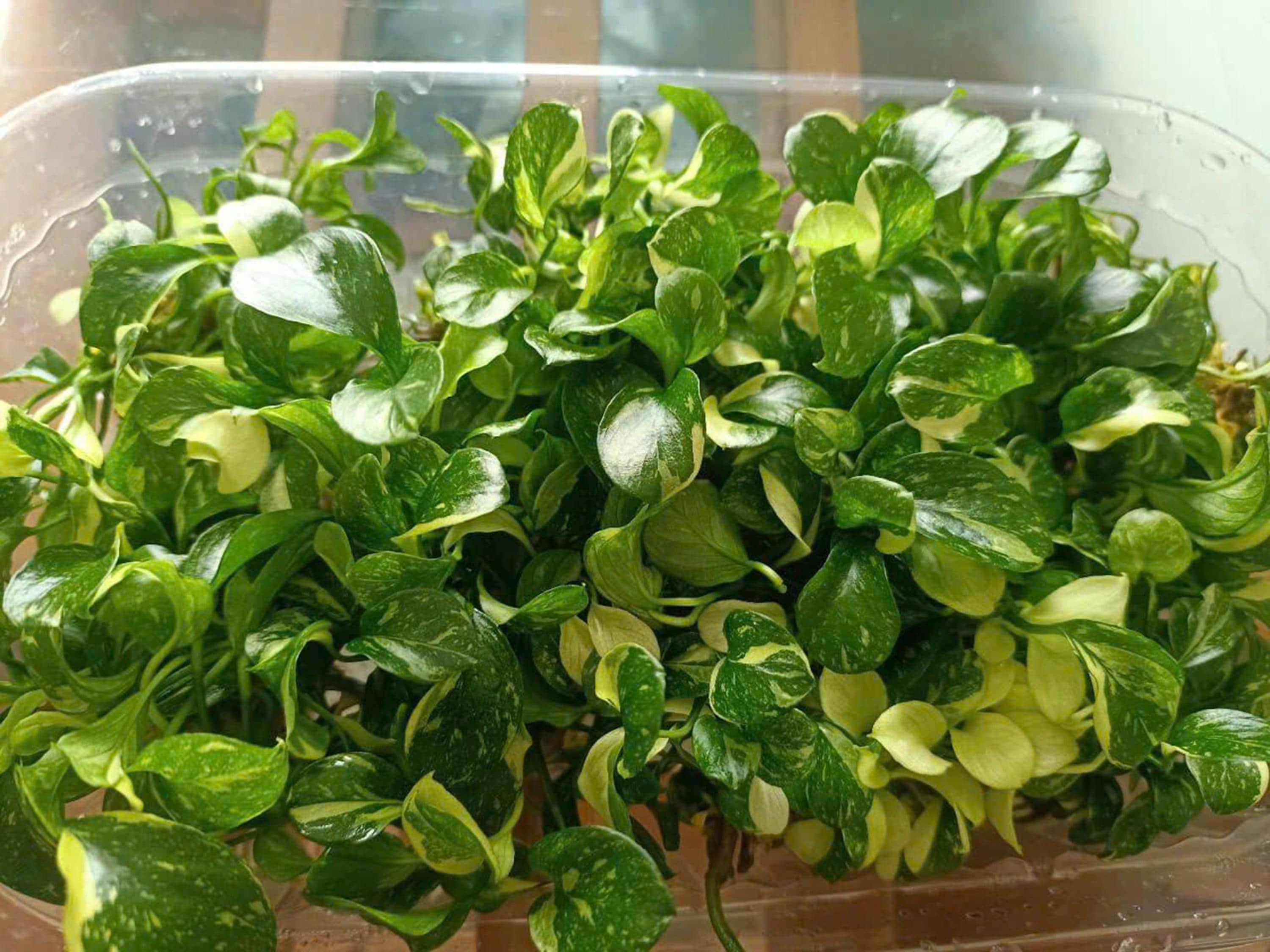 Anubias Variegated - Nana Classic Tissue Culture (multiple Plants