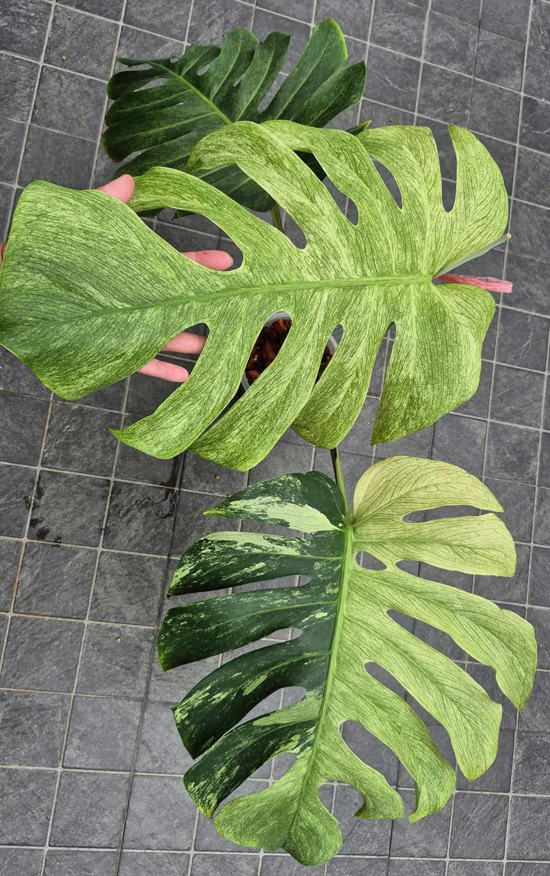 Monstera Mint Deliciosa Exact Plant, Mint Monstera