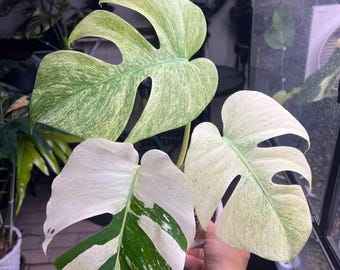 EXACT munt Monstera Deliciosa, bonte plant, nr. 1/2
