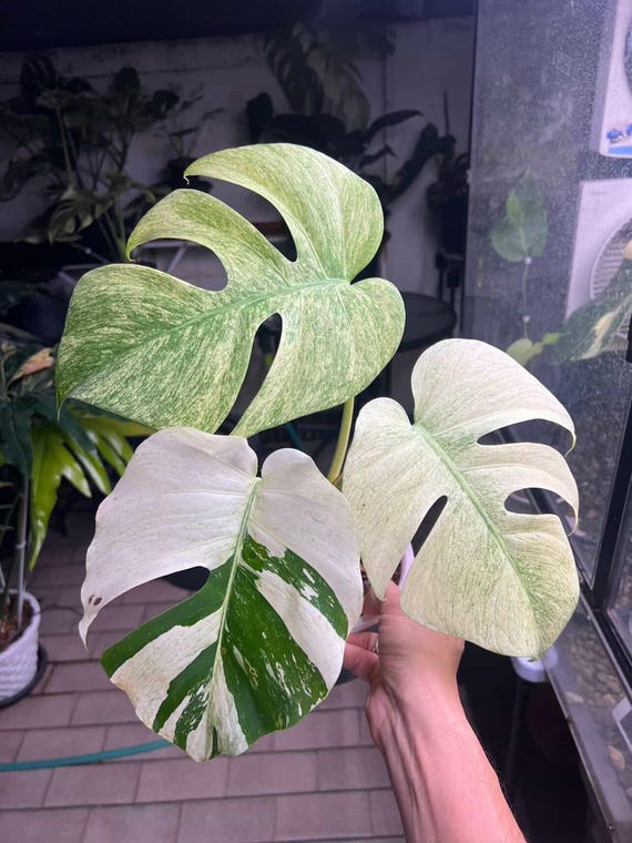 EXACT Mint Monstera Deliciosa, Variegated Plant, No 1/2 - Etsy