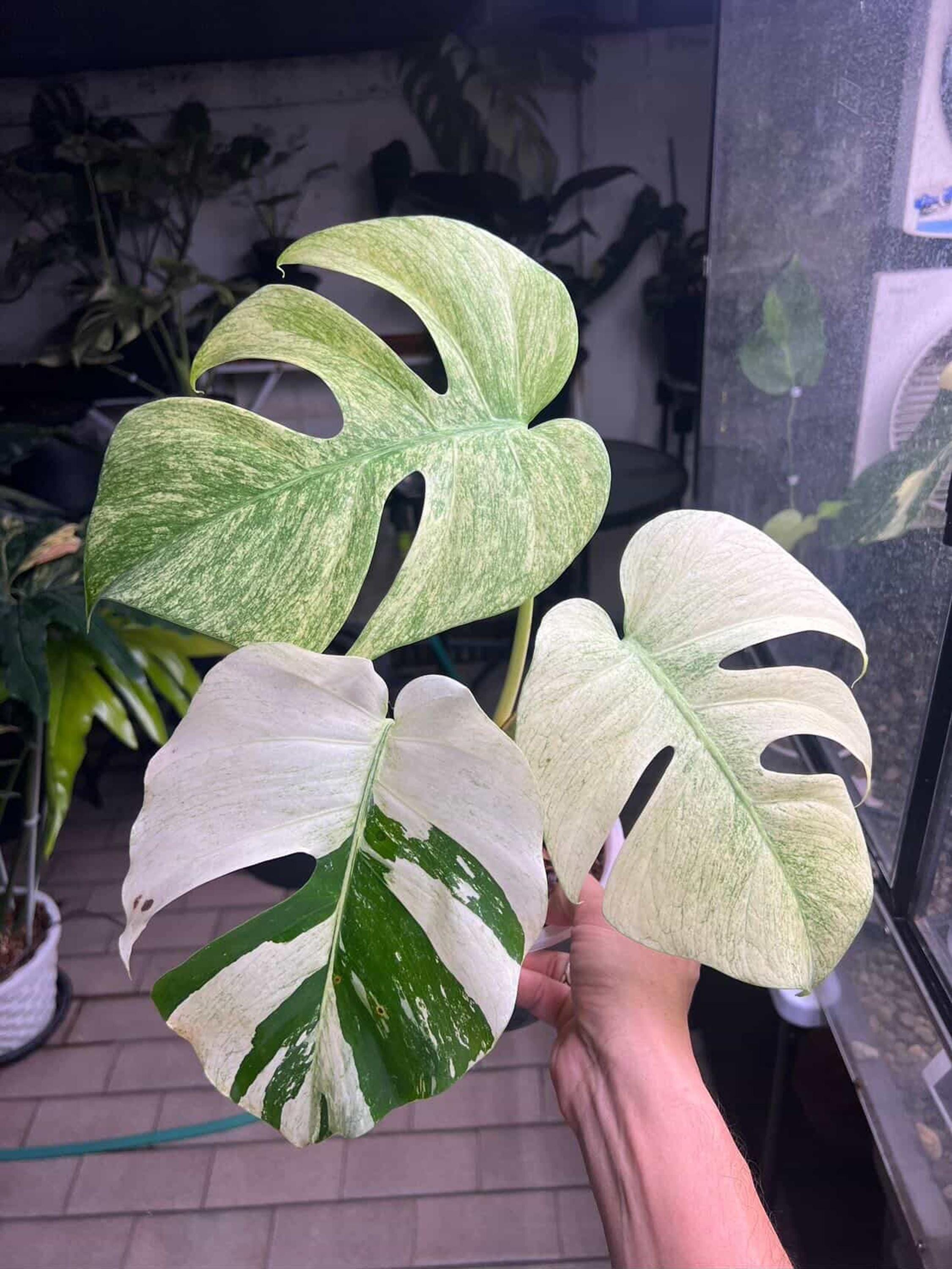EXACT Mint Monstera Deliciosa, Variegated Plant, No 1/2 - Etsy
