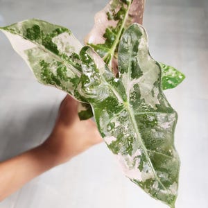 Alocasia pseudo sanderiana Pink variegated Rare Tissue Culture - High variegation Grower&#39;s choice (1 Plant/Glass Bottle, Bag)