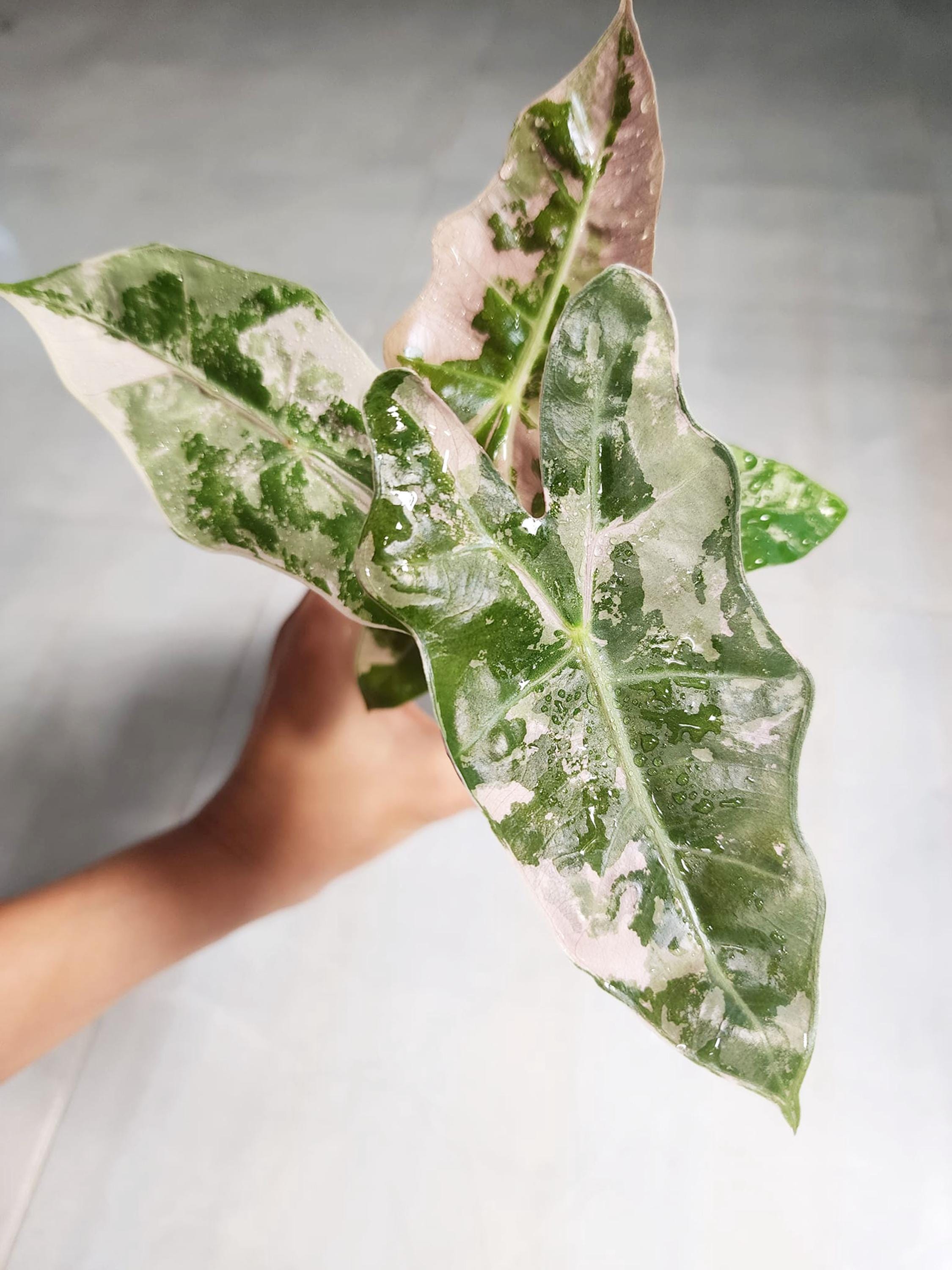 アロカシア ワトソニアナ ピンク 斑入り alocasia watsoniana Alocasia