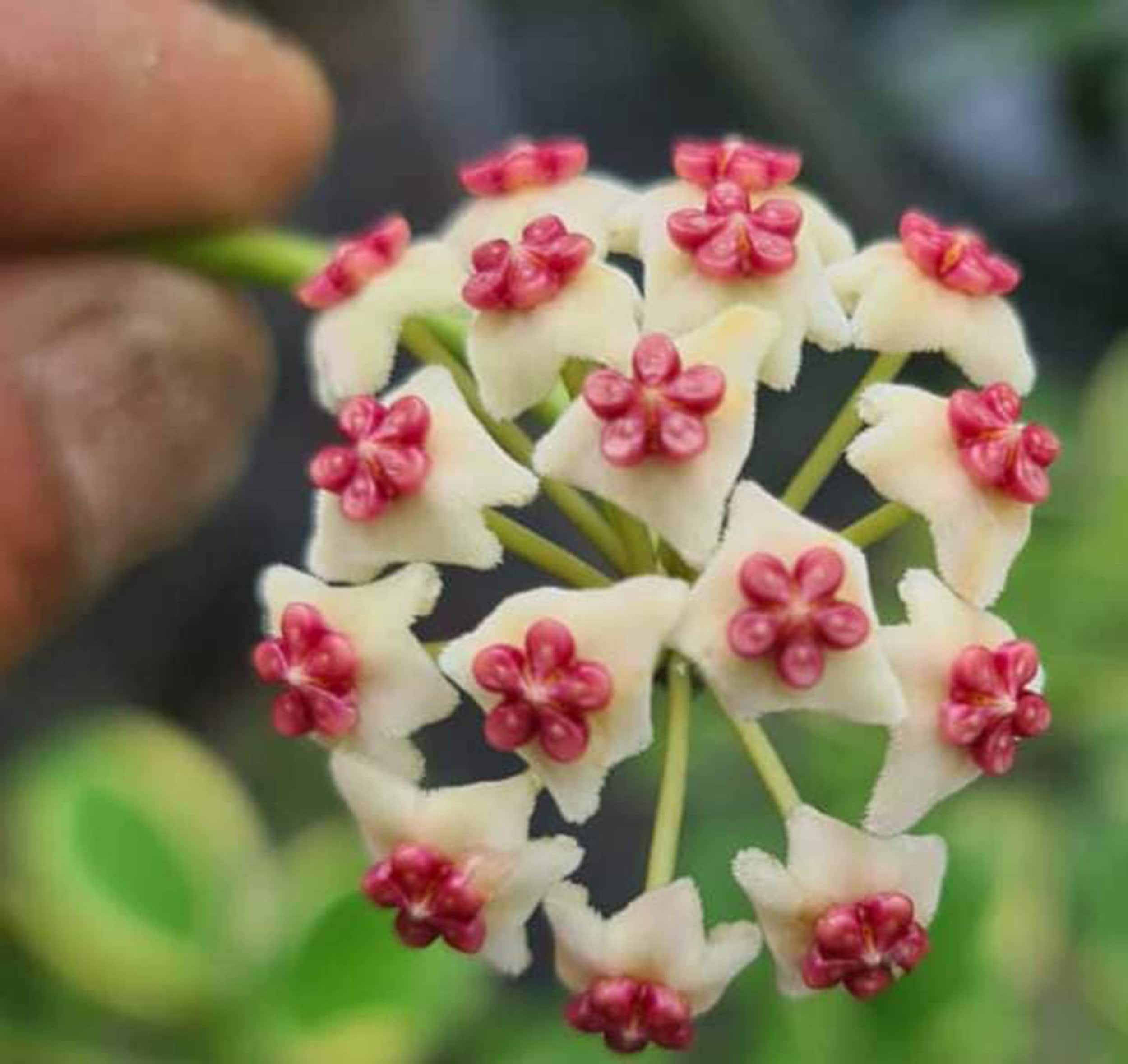 Hoya sp easo Daklak albo、ベトナム産の珍しいホヤ植物 - Etsy 日本