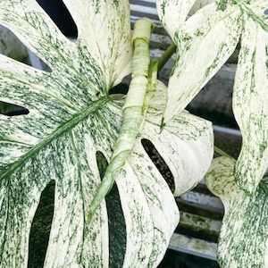 斑入りモンステラ ホワイトスノー | 6インチ鉢植え - Etsy 日本