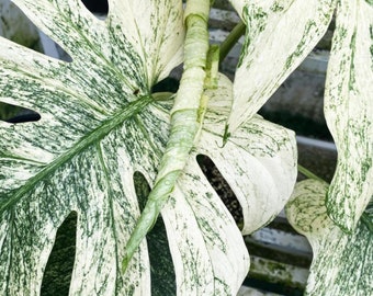 Monstera Deliciosa White Monster Starter Plant, acclimated plants well variegation