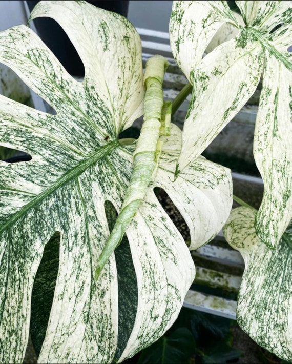 モンステラ・ポトス Monstera deliciosa Variegated 6