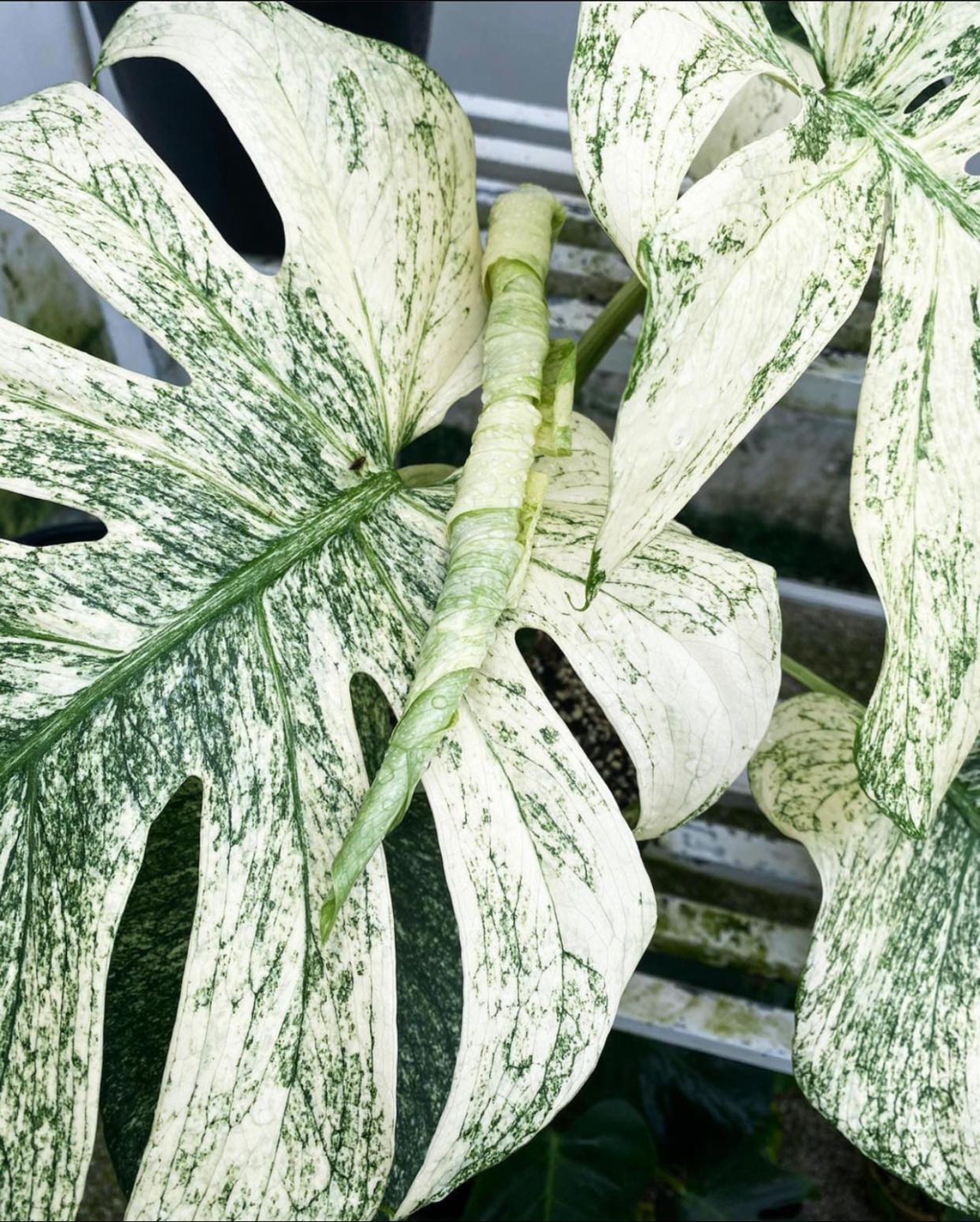 Monstera White Monster 天津蘭 Monstera White Monster 天津蘭
