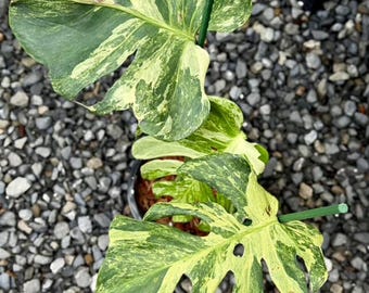 Monstera Deliciosa Masterpiece, RARE, Well variegation