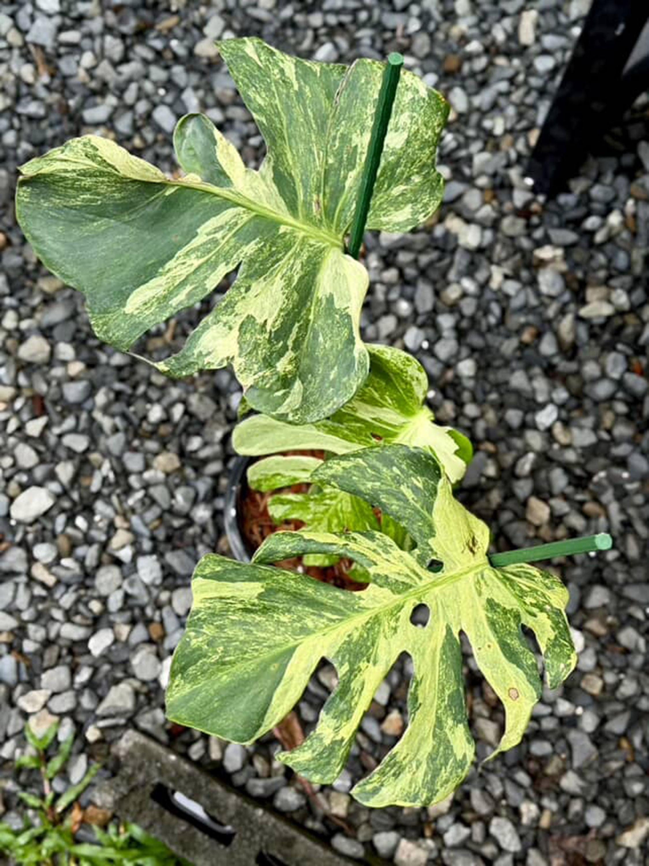 Monstera oceana - Etsy 日本