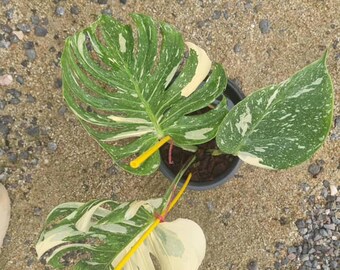 モンステラメデューサ斑入り、斑入り - Etsy 日本