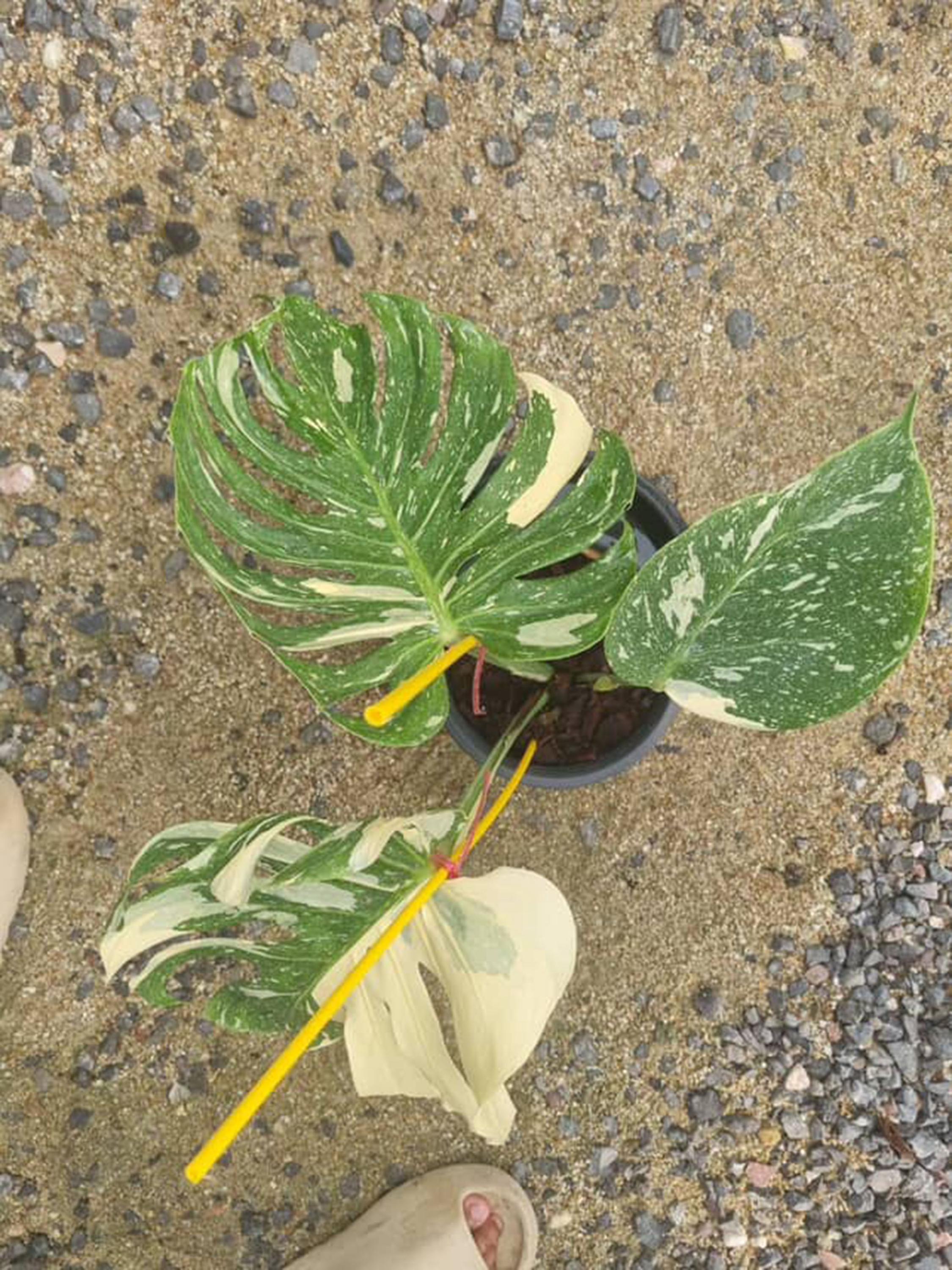 モンステラメデューサ斑入り、斑入り - Etsy 日本