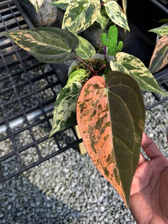 Anthurium Aos Dark Form Tezula X Rvdp Clone Cutting Plant | Rare