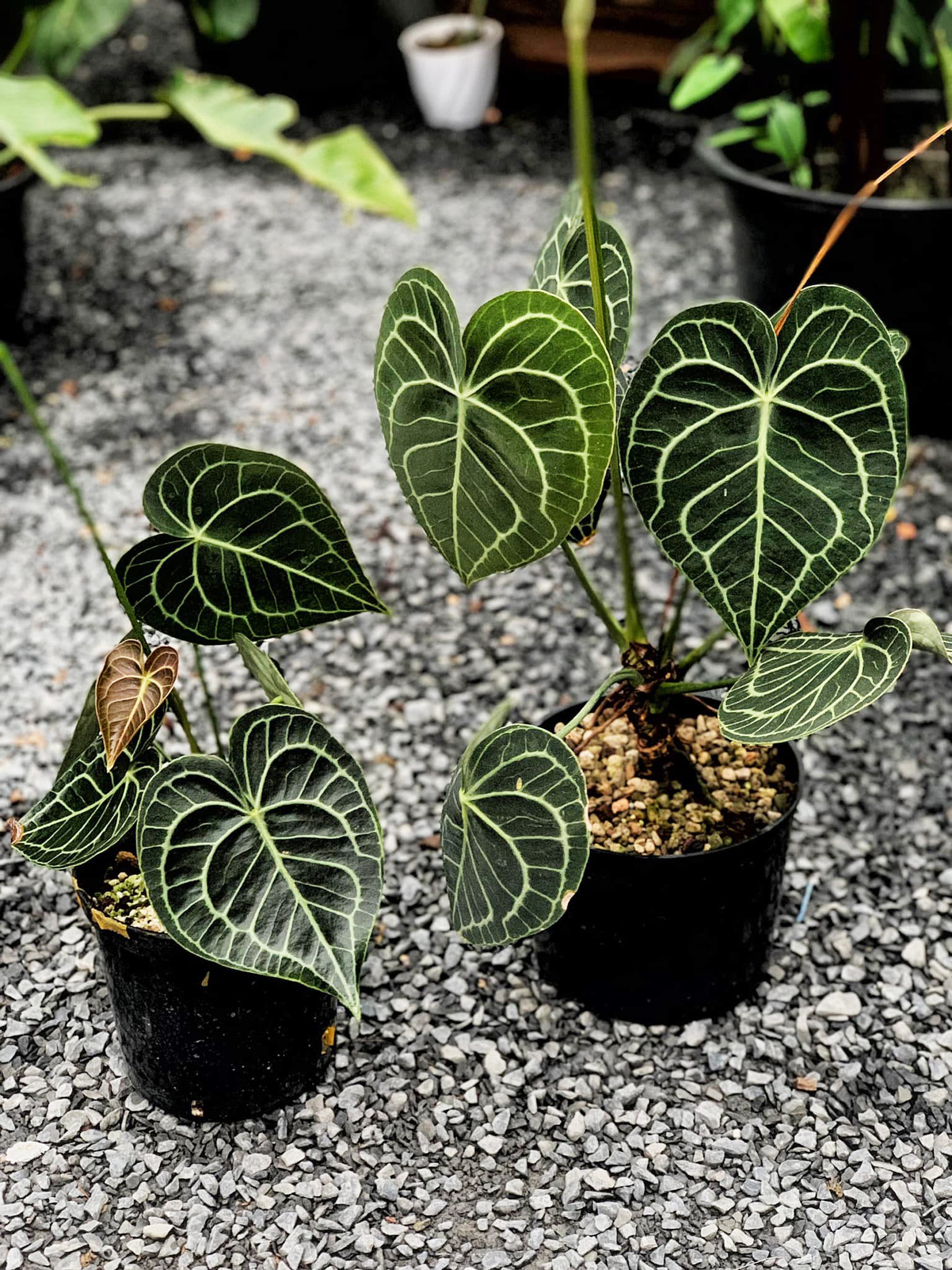 Anthurium Clarinervium Dark Form Starter Plant - Grower's Choice