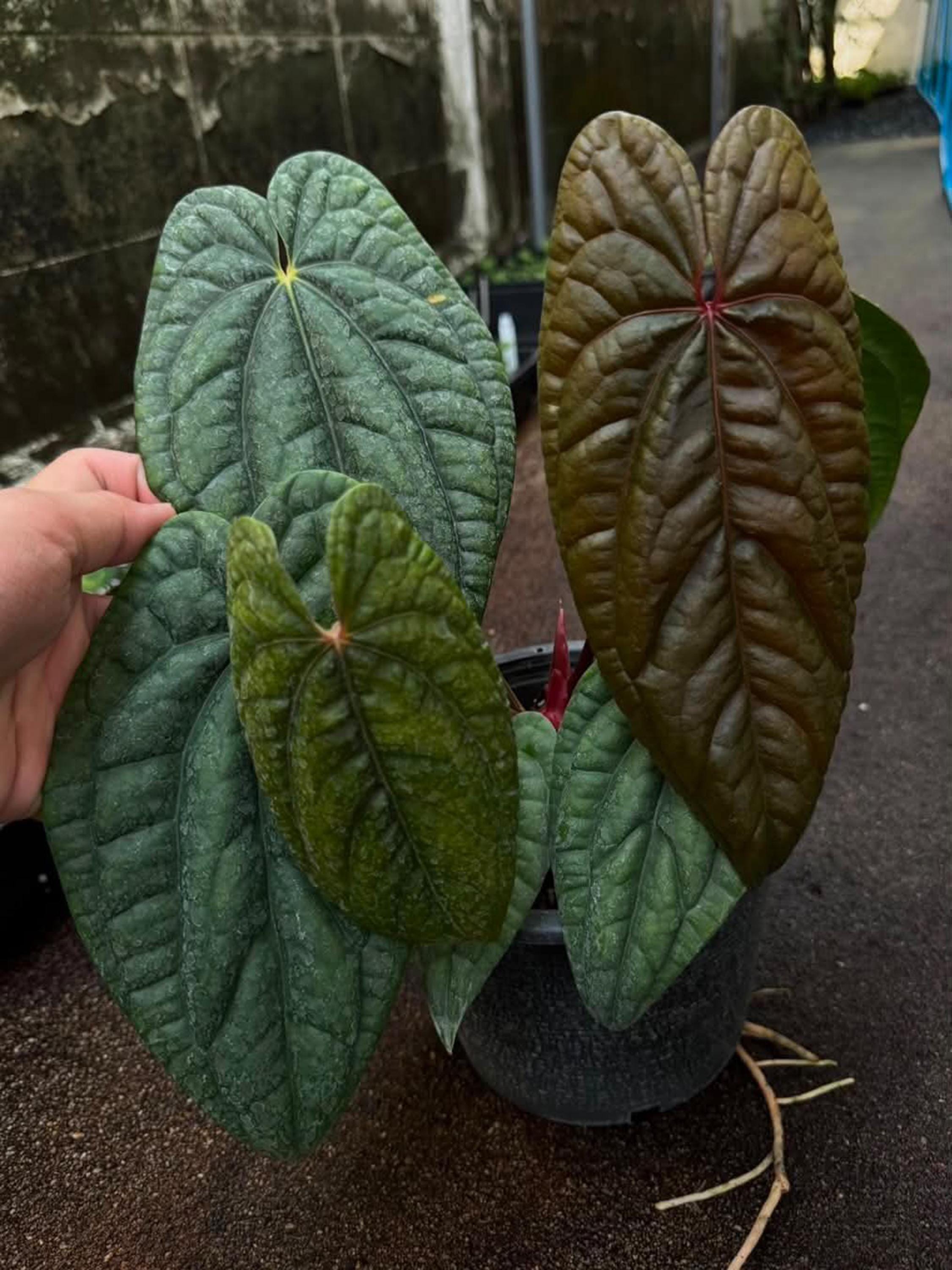 Anthurium Rvdp X Luxurians, Rare 6