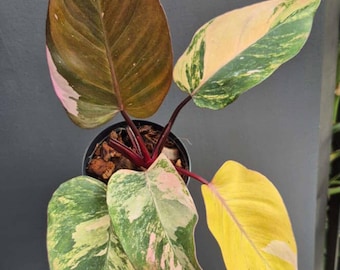 Philodendron Pink Princess Tricolor Variegated plant | RARE well variegated