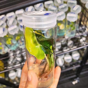 Puede incluir: Un frasco de vidrio transparente con tapa blanca contiene una planta verde con una sola hoja. El frasco está etiquetado con "Rare Epipremnum 'Neon'"