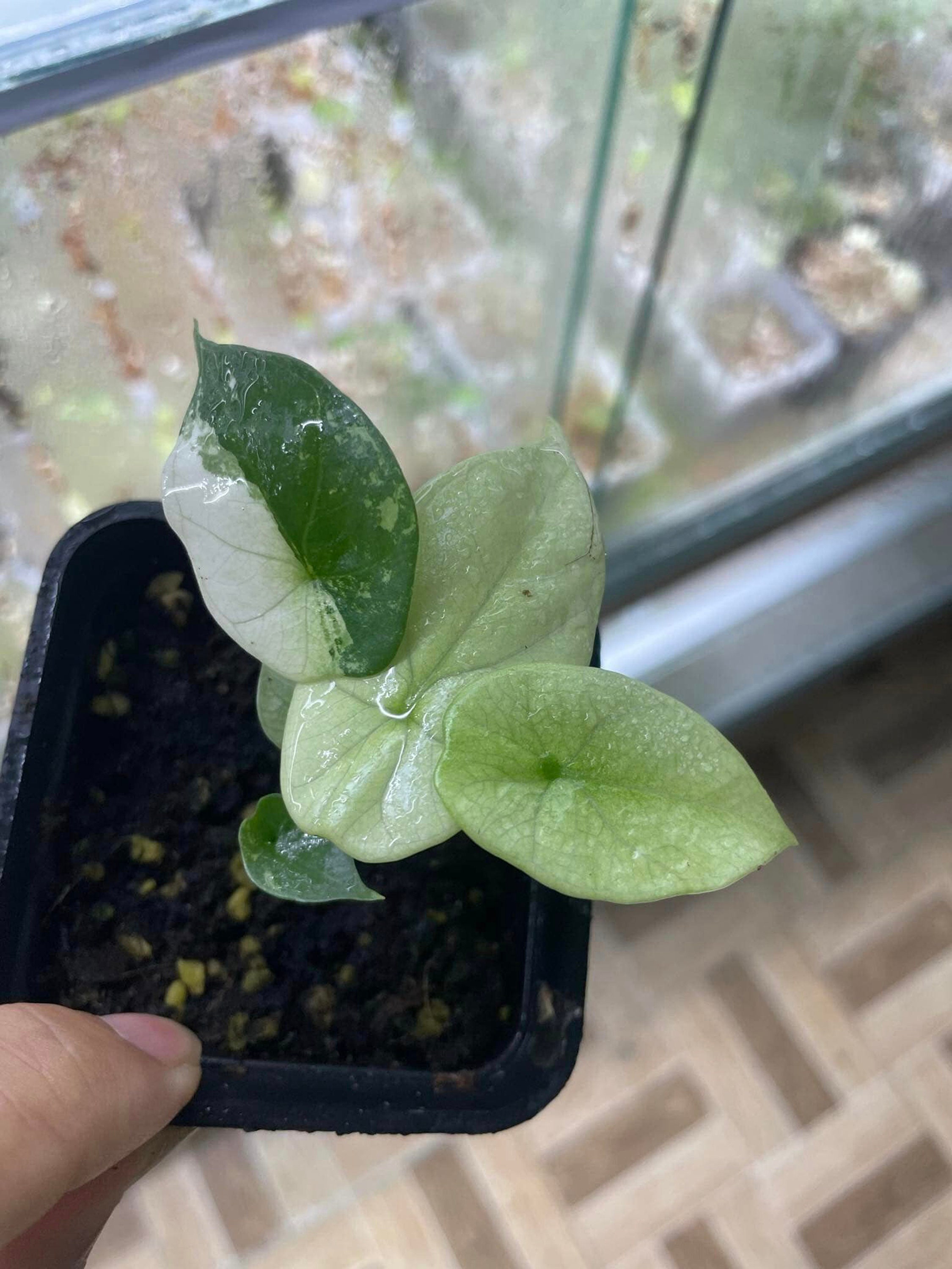 斑入りアロカシア・シヌアタ | 4インチポット、希少な熱帯観葉植物