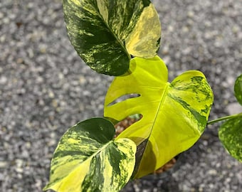 Monstera Deliciosa 'Pom Pom' | Variegated Swiss Cheese Plant
