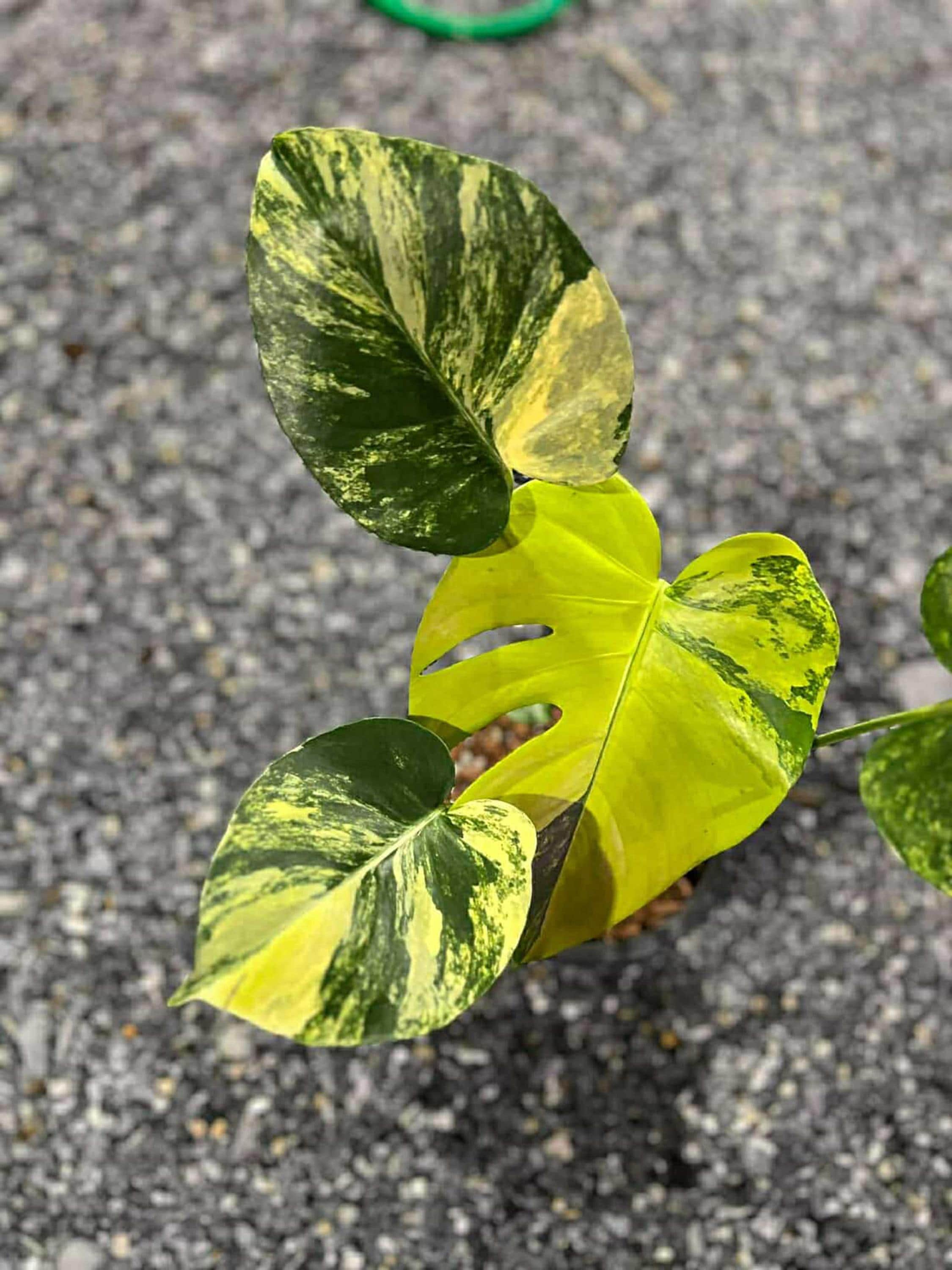 Monstera white lava - Etsy 日本