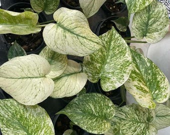 Monstera Deliciosa 'white Monster' Plant, 4