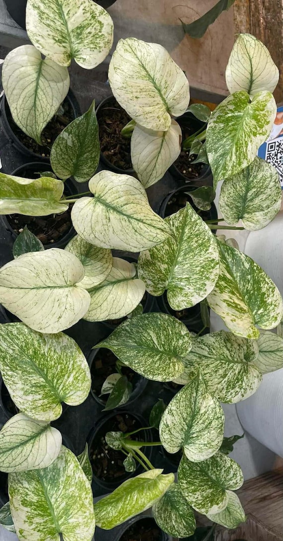 Monstera Deliciosa 'white Monster' Plant, 4