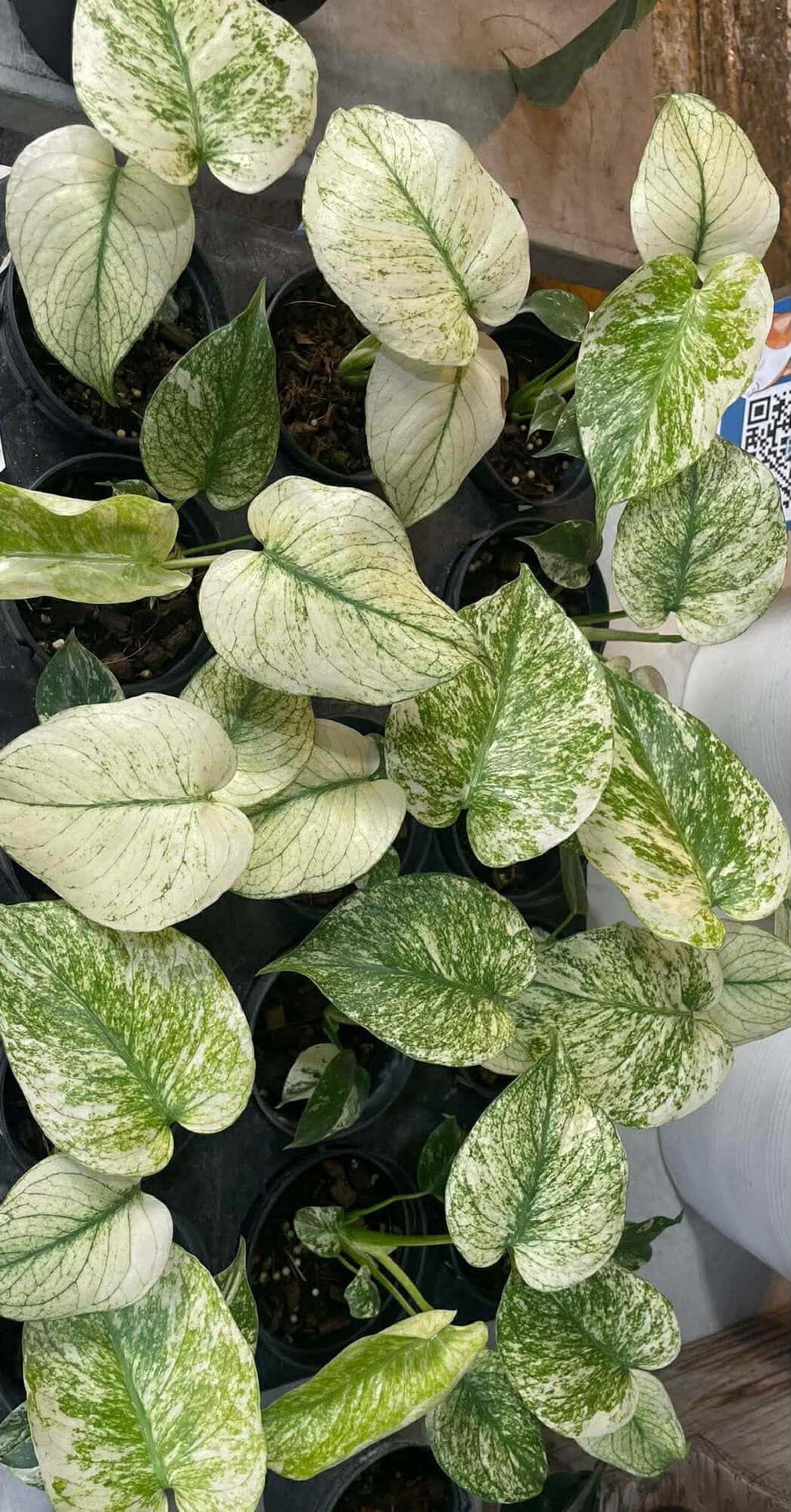 types of swiss cheese plant 6IN_HB_Foliage_Monstera_Swiss_Cheese_lifestyle_final_5_600x.jpg?v=1741379105