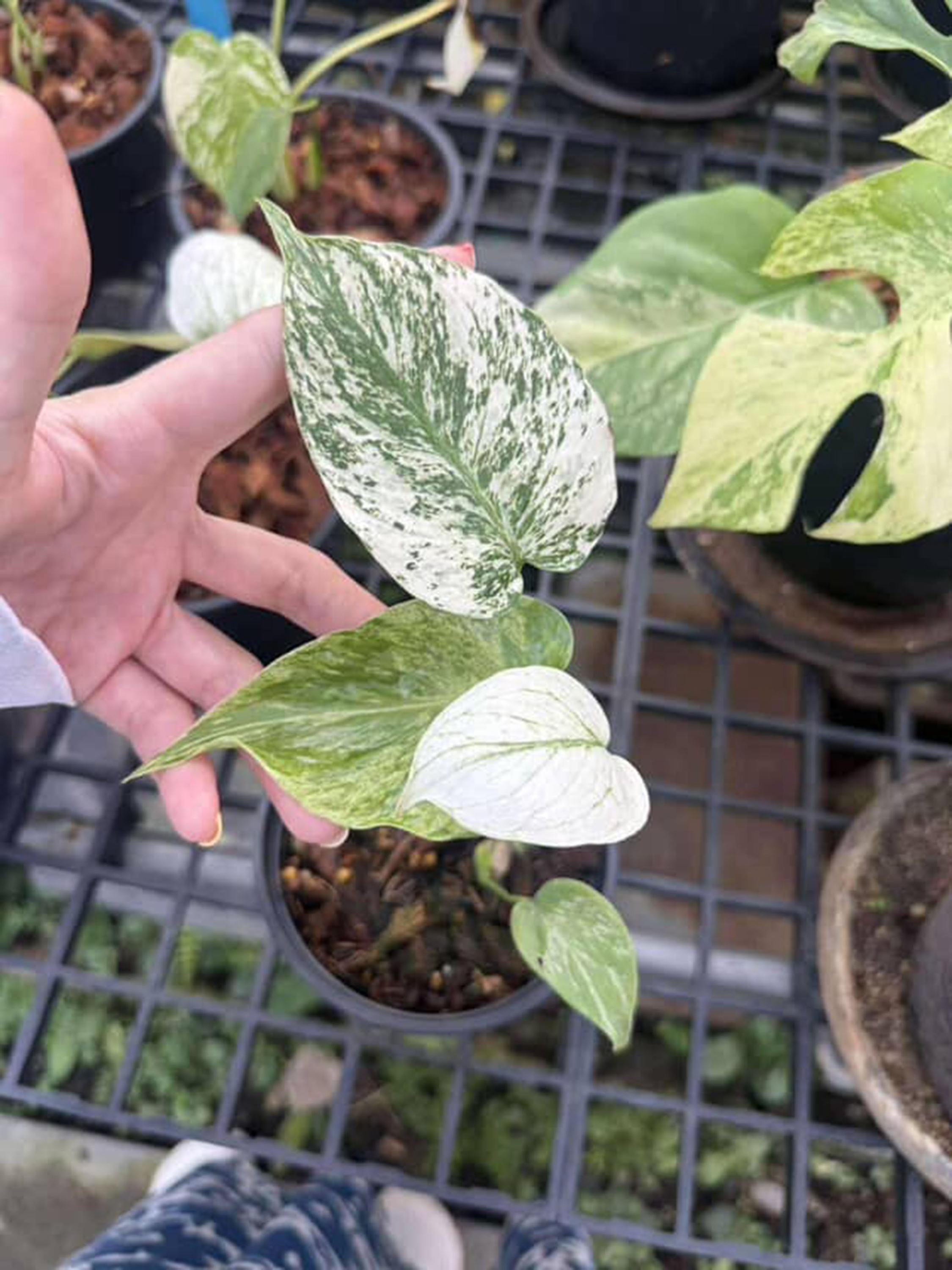 モンステラ デリシオーサ シルバーラバ モンステラ シルバー スター、斑入りモンステラ デリシオサ - Etsy 日本