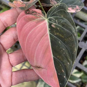 May include: Close-up of a Philodendron Pink Princess leaf. The leaf is split down the middle, with one side a vibrant pink and the other a deep green. The leaf's veins are visible, and the edges are slightly wavy.