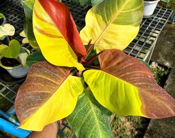 Philodendron red moon yellow flame variegated Starter Plant, seedlings well Variegation