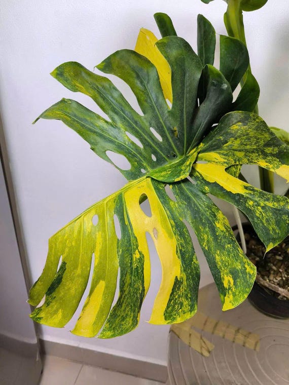 Monstera Deliciosa Marilyn jaune, grandes feuilles panaches - Etsy France