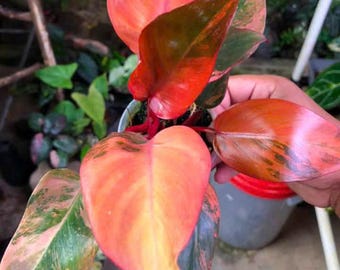 Princess Of Fire Philodendron Variegated plant | RARE well variegation