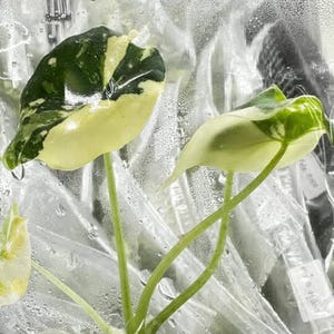 Könnte beinhalten: Nahaufnahme eines Pflanzenstecklings mit grün-cremefarbenen Blättern. Die Pflanze befindet sich in einer transparenten Plastiktüte, mit sichtbaren Wurzeln und Stängeln. Die Blätter haben ein einzigartiges Muster.