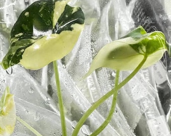 Variegated Alocasia Melo Albo – Tissue Culture, Rare Plant