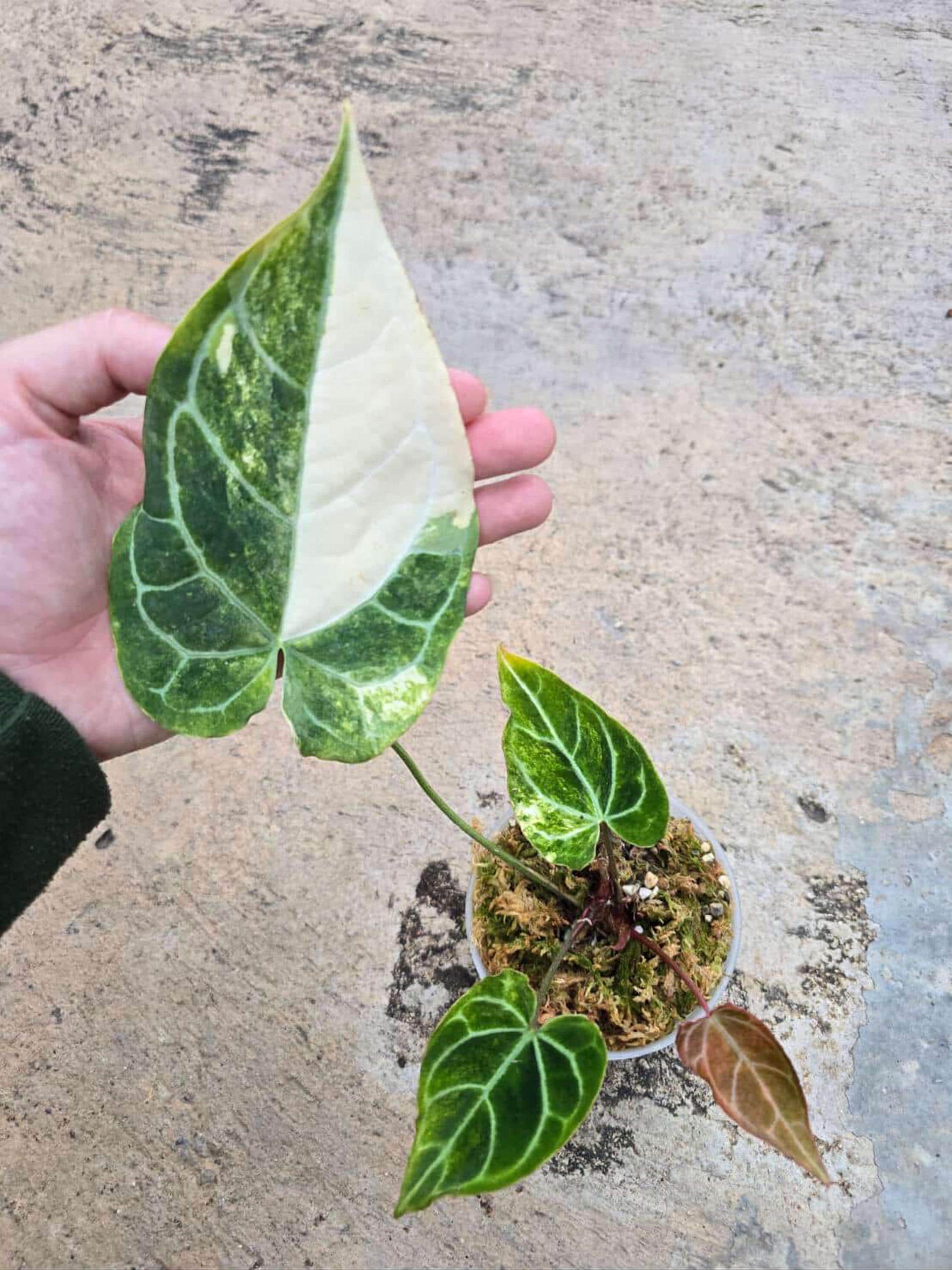 Anthurium Crystallinum Marble Variegated 6