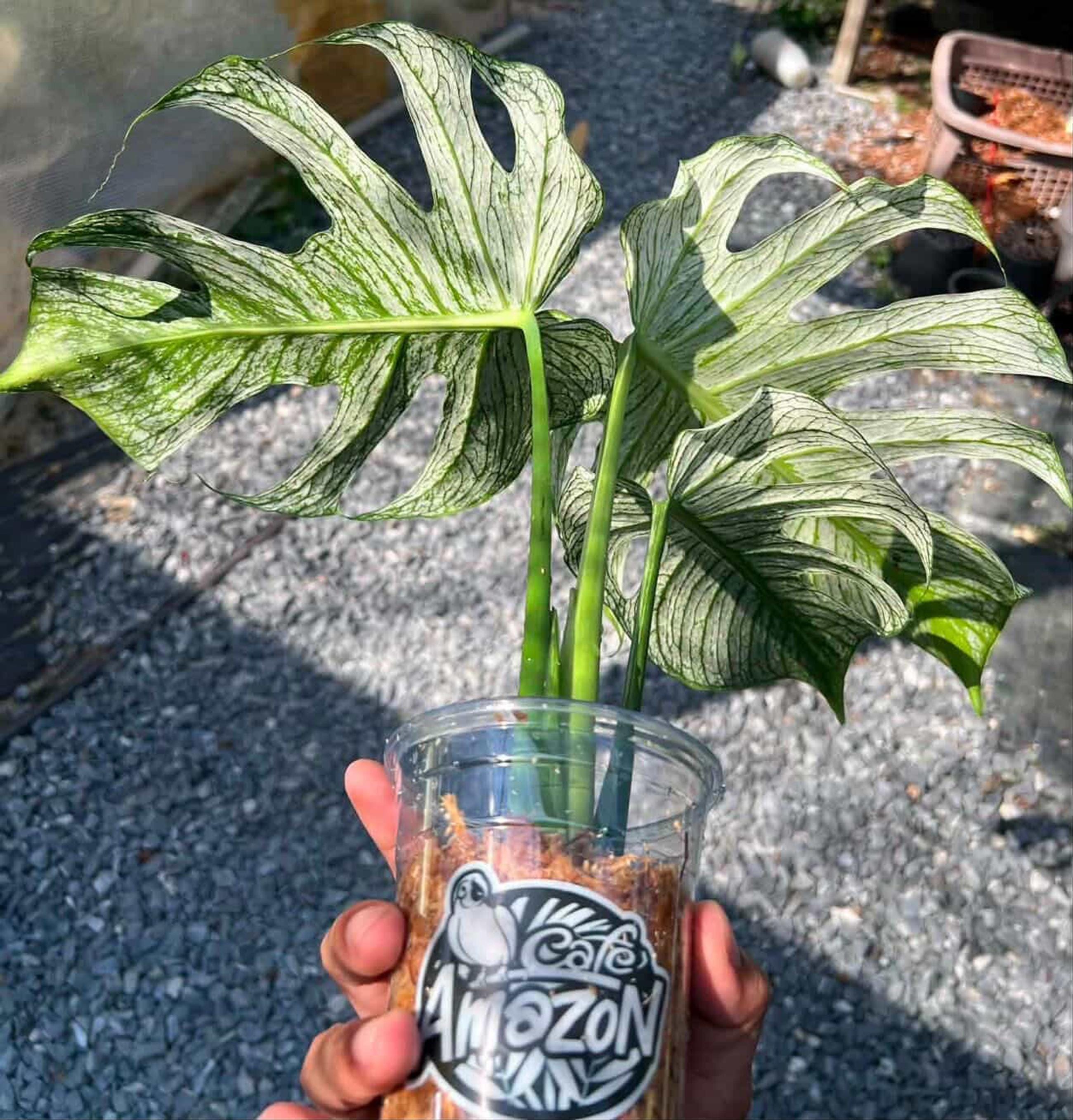 モンステラ・デビルモンスター、斑入りの6インチ鉢植え、希少品種