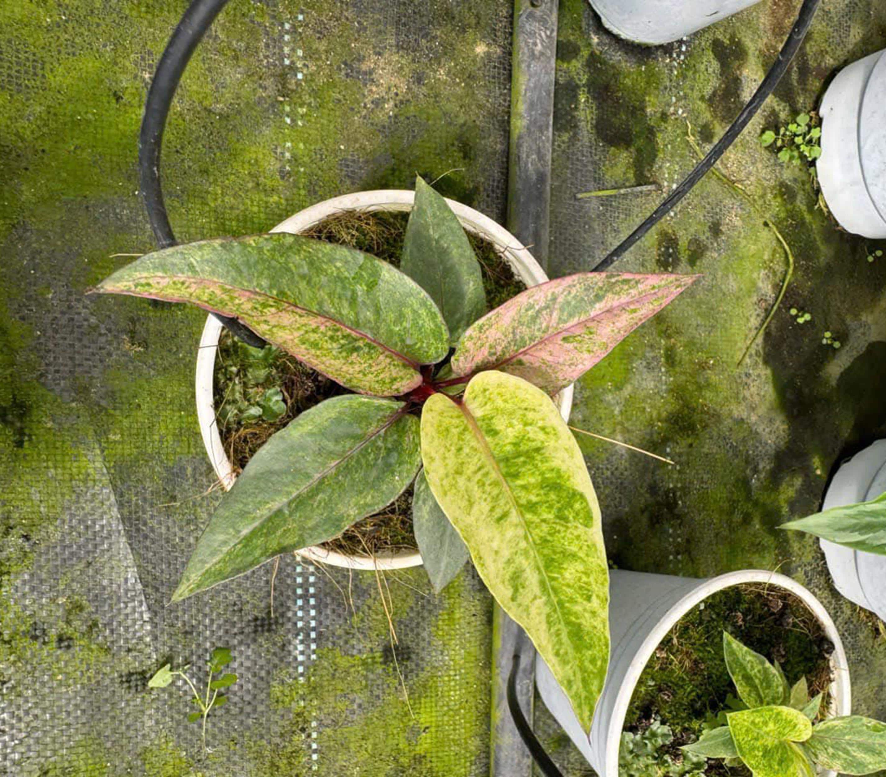 Anthurium Hookeri Pink Variegated 4