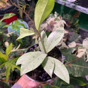 Hoya Pubicalyx Pink Silver Ghost, S size, rare plant, choose plant on pic