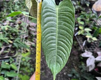 King Anthurium | Anthurium veitchii, Rare 6"-8" pot