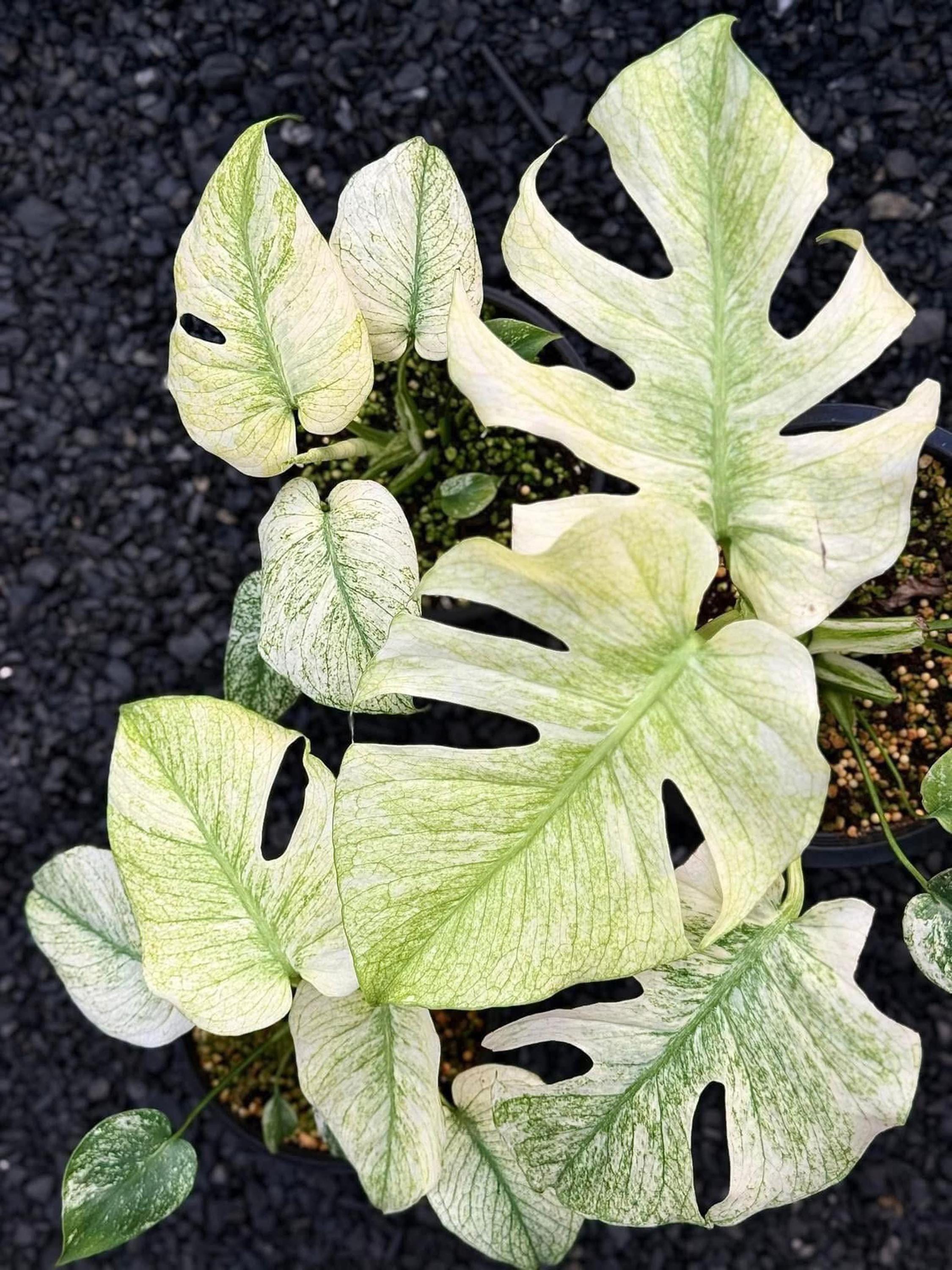 モンステラ シルバー スター、斑入りモンステラ デリシオサ - Etsy 日本