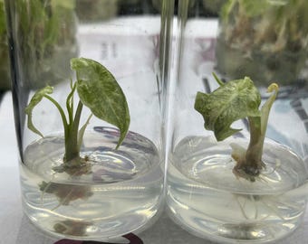 斑入りアロカシア ブラックサトゥーン スターダスト - 希少な組織培養