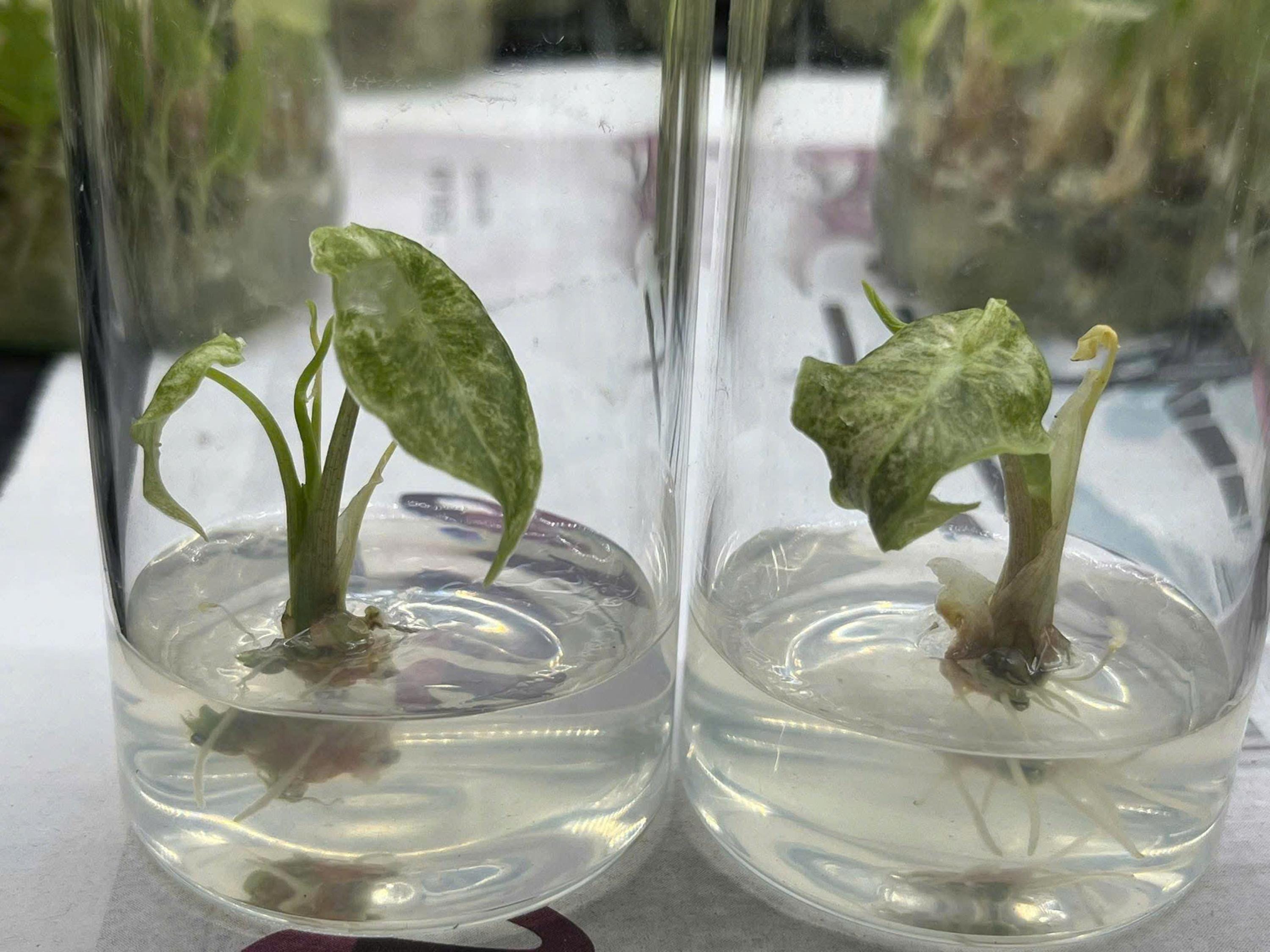 斑入りアロカシア ブラックサトゥーン スターダスト - 希少な組織培養