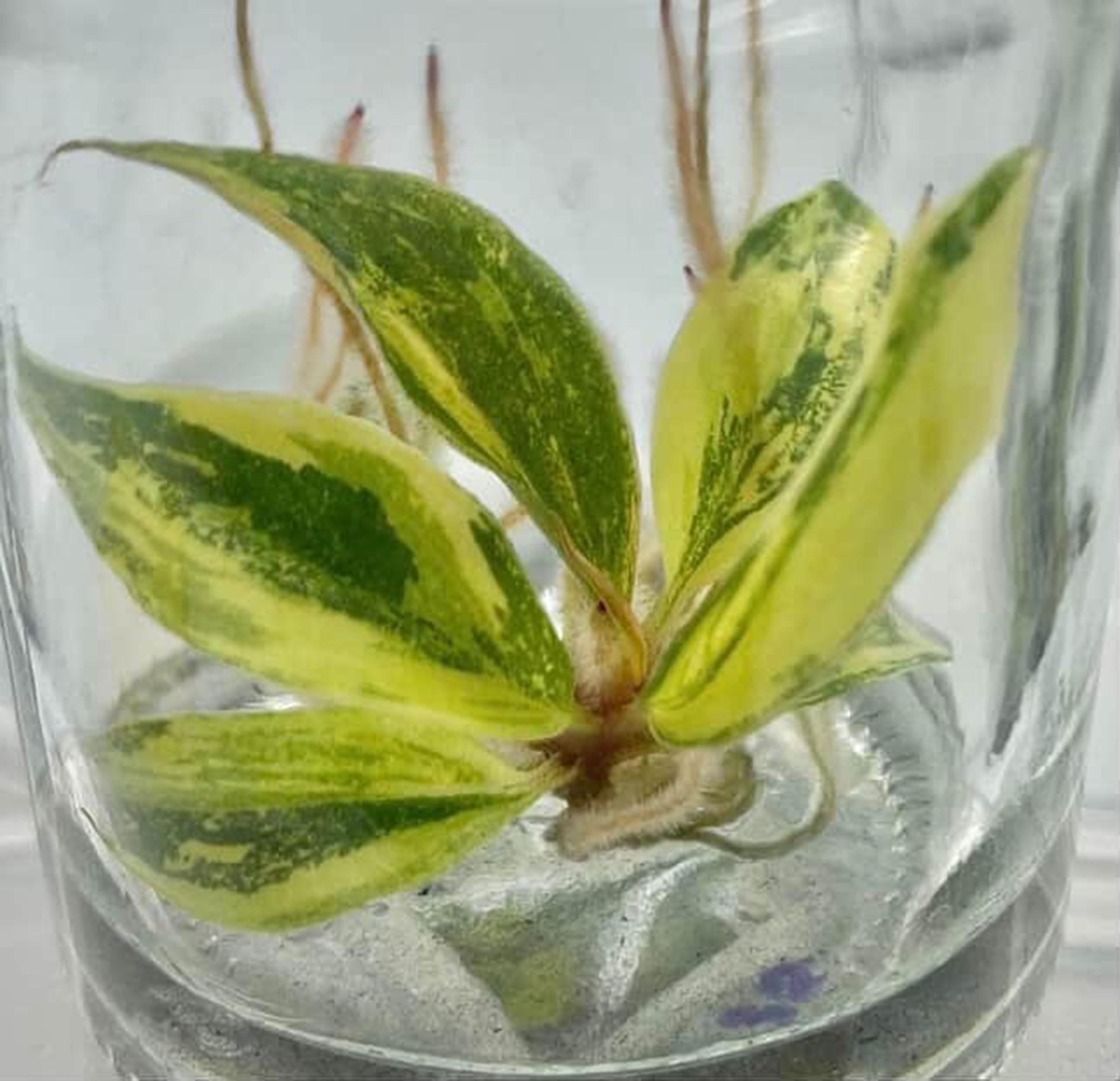 斑入りフィロデンドロン キャラメルマーブル ファイアタイガー 組織