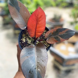 EXACT Philodendron black cardinal variegated No 2, 6&quot; pot Plant