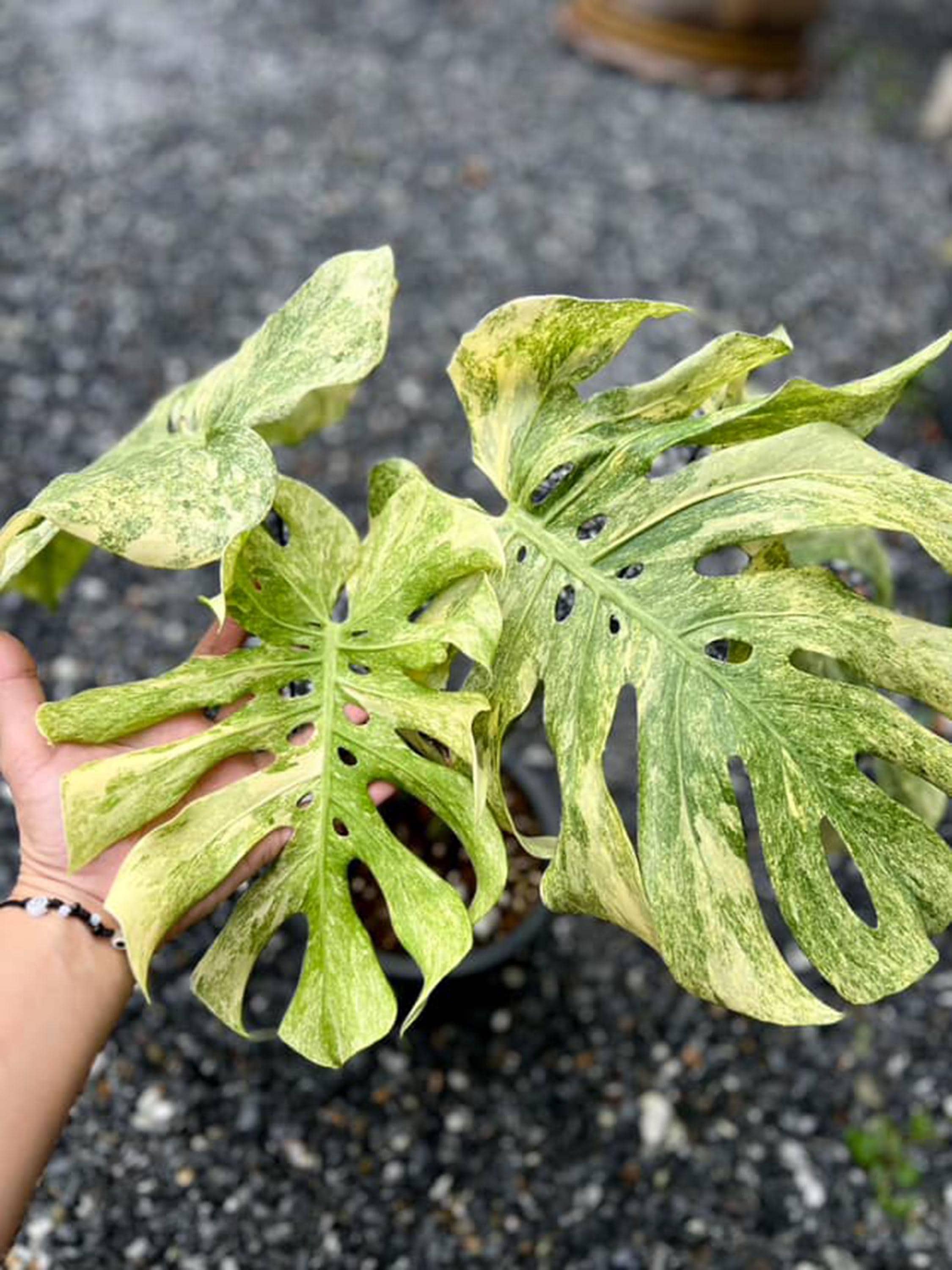 斑入りレガシーモンステラデリシオサ | 6インチ鉢植え - Etsy 日本