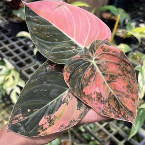 peace lily indoor or outdoor Peace Lily Houseplant - Medium (15"-19" tall) Bubblegum Planter