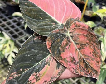 Philodendron Melanochrysum Pink Orange Variegated plant | RARE well variegated