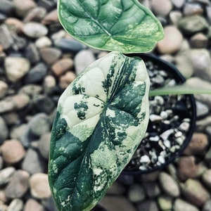 Planta de inicio Alocasia Dragon Scale Variegated con buena variegación: elección del cultivador