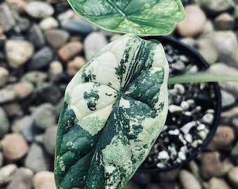 Alocasia Dragon Scale Variegated 4